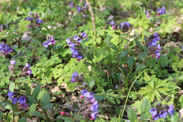 Obraz premium Primrose Lungwort blooms in the forest in mid spring