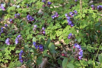 Obraz premium Primrose Lungwort blooms in the forest in mid spring