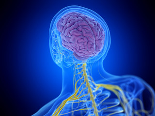 3d rendered medically accurate illustration of the brain