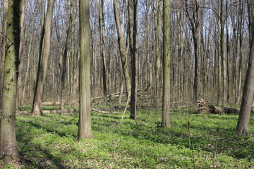 Nature awakens in early spring. Spring forest is beautiful with fresh grass and emerging leaves.