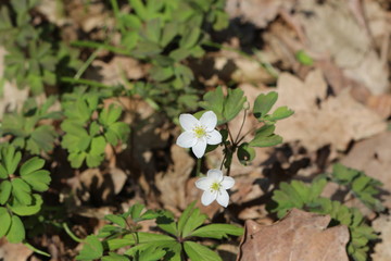 White primroses bloomed in spring forest