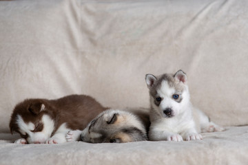 Fototapeta na wymiar Husky puppies, two months old