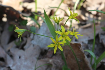  Yellow primroses bloomed in spring forest