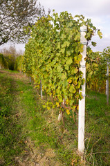 View of the world famous Barolo vineyards, in the hilly Region of Langhe (Piedmont, Northern Italy)...