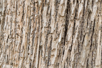 tree bark texture