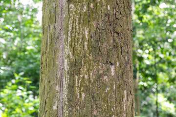 Teak tree in the forest with blurred background