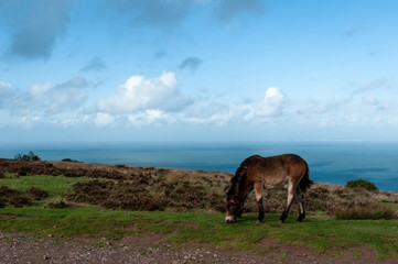 Exmoor Ponies