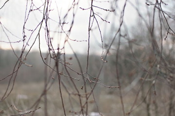 Fototapeta na wymiar sunset light on branches in winter