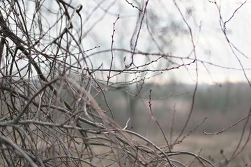 sunset  on branches in winter