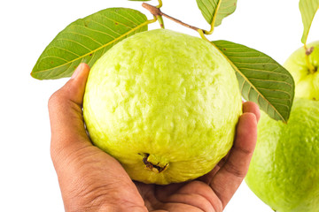 guava in hand on white background fruit agriculture food isolated