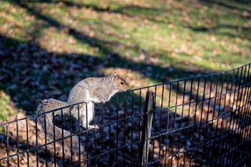 Un écureuil à central park 