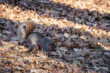 Un écureuil à central park 