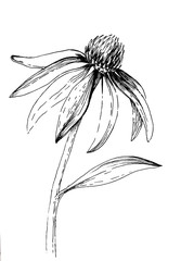 A hand-drawn ink illustration of an echinacea flower on a white isolated background - obrazy, fototapety, plakaty