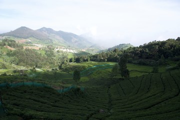 Tea garden with view point 