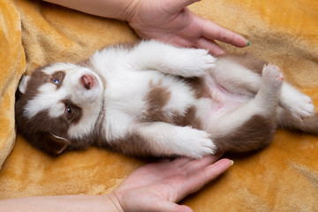 Husky puppies, two months old