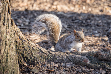 Obraz premium Un écureuil a Central Park