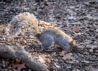 Un écureuil a Central Park
