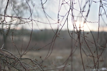 sunset on branches in winter