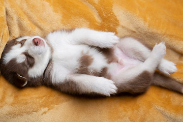 Husky puppies, two months old