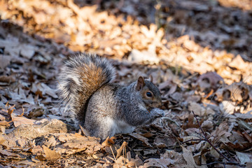 Un écureuil a Central Park