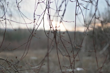  beautiful winter branches of a cherry against the blue sky with a colorful pale red sunset and last snow