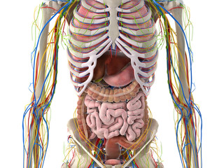3d rendered medically accurate illustration of the abdominal organs
