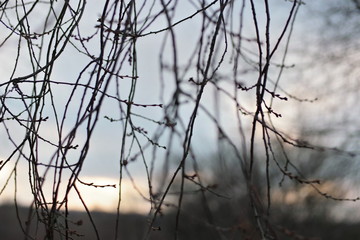 sunset  on branches in winter