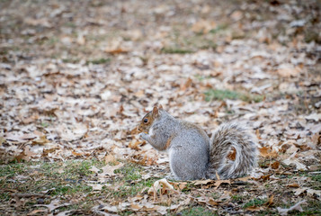 Un écureuil a Central Park
