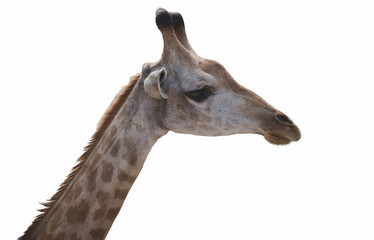 Obraz premium Close up shot of Giraffe head face isolated on white background