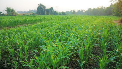 Fototapeta na wymiar Green corn grown on the field, 7 weeks old