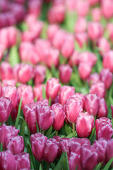 Beautiful tulip flowers with blured background in the garden. Pink tulip flowers.