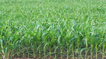 Green corn grown on the field, 7 weeks old