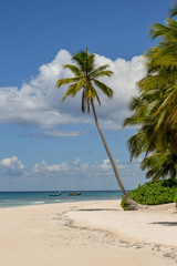 palm tree on the beach