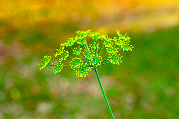 A yellow flower with a star shaped branch