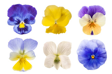 Pansy flowers