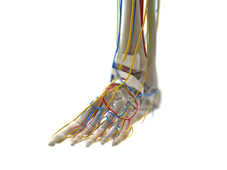 Obraz na płótnie Canvas 3d rendered medically accurate illustration of the foot anatomy