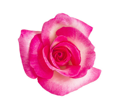 Pink rose head