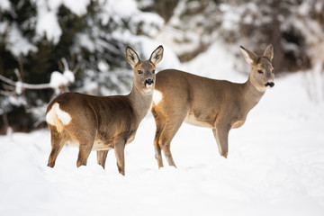 Two shy roe deer, capreolus capreolus showing their cute white tails while wading through the snow. Forest mammals observing carefully the surroundings in winter. Concept of sociability.