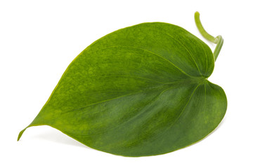 philodendron scandens