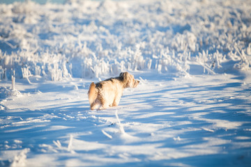 Happy adopted dog playing in the snow