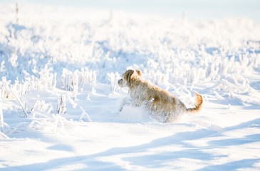 Happy adopted dog playing in the snow