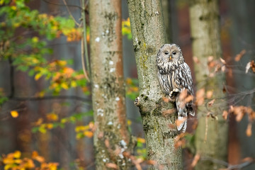 Cute ural owl, strix uralensis, sitting on tree and hiding behind leafs in autumnal forest with copy space. Wild animal camouflaged in nature using mimicry.