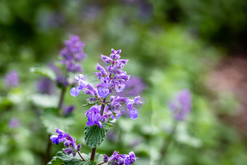 Naklejka premium lierre terrestre