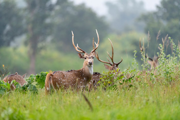 deer in the forest