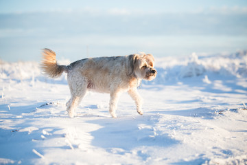 Happy adopted dog playing in the snow
