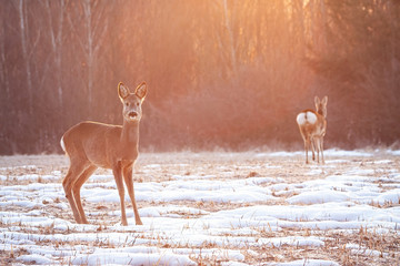 Two roe deer, capreolus capreolus, on a meadow early in the morning with sun rays shining from behind in winter with copy space. Fauna of Slovakia, Europe.