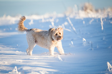 Happy adopted dog playing in the snow