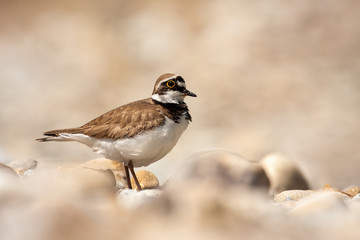 Little ringed plover, charadrius dubius, standing on a rocky beach near river in summer at sunlight. Cute wading bird with yellow ring around eye in nature.