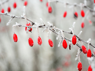 red berries in the snow