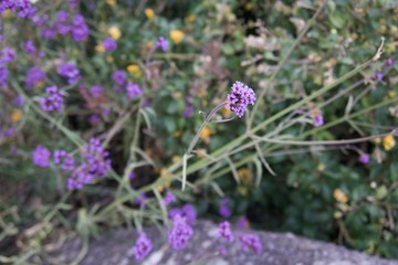 Violet flower with green leaf 